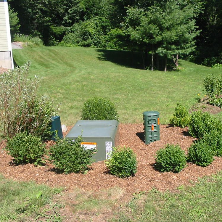 Mulch and shrubs